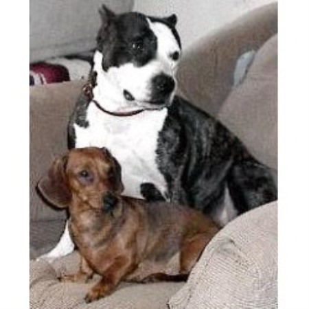 American Staffordshire Terrier Breeder in Rosanky, Texas