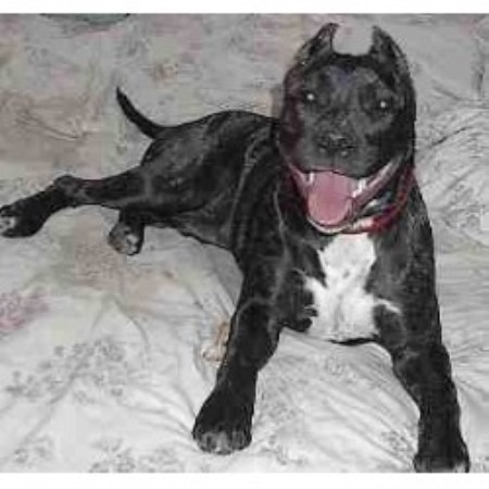 American Staffordshire Terrier breeder in Texas picture 2