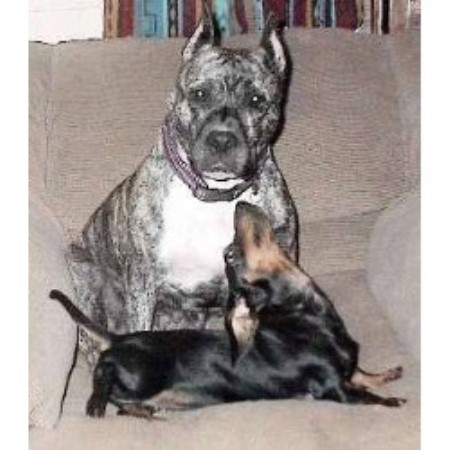 American Staffordshire Terrier breeder in Rosanky Texas