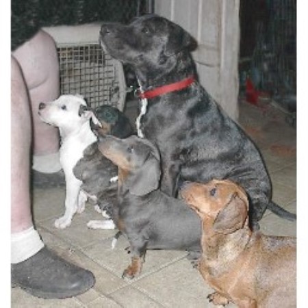 American Staffordshire Terrier in Texas picture 2