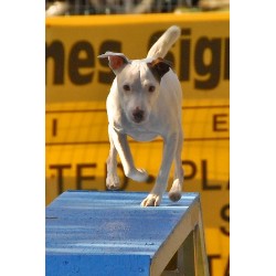 Rustle a Parson Russell Terrier on the Dogwalk