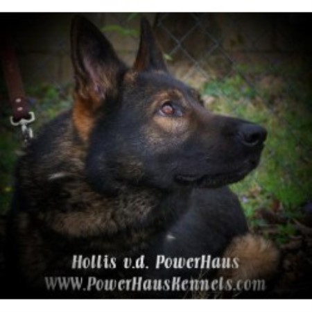 GSD,Alsatian in Oklahoma