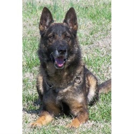german shepherd puppies oklahoma powerhaus kennels german shepherd breeder in claremore oklahoma listing id 13328 german shepherd puppies oklahoma powerhaus kennels german shepherd breeder in claremore oklahoma listing id 13328