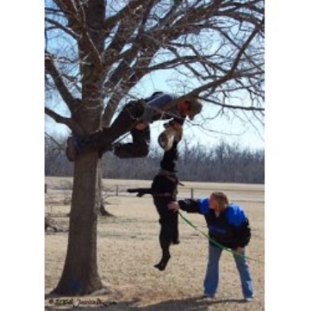 GSD,Alsatian in Oklahoma picture 2