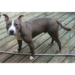 American Pit Bull Terrier Stud in Charlotte, North Carolina