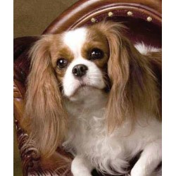 Cavalier King Charles Spaniel Breeder in Mesa, Arizona