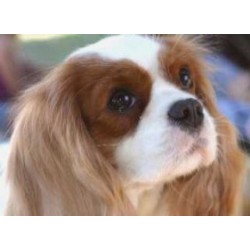 Cavalier King Charles Spaniel in Arizona