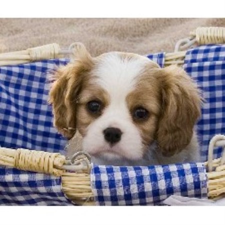 Cavalier King Charles Spaniel breeder in Mesa Arizona
