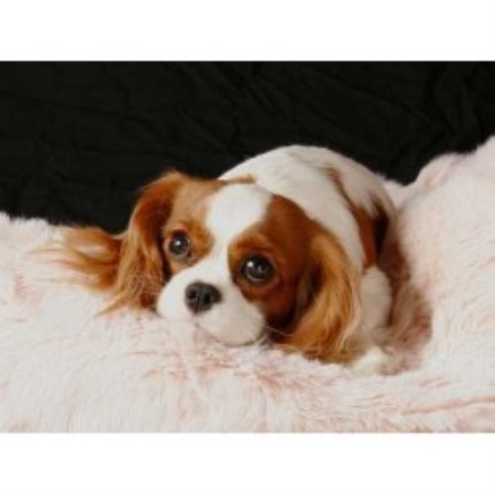 Cavalier King Charles Spaniel in Arizona picture 2