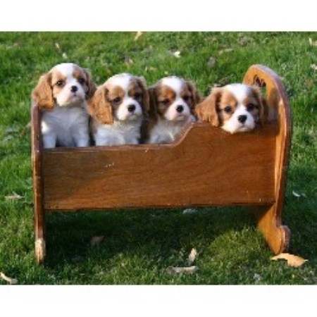 Cavalier King Charles Spaniel breeder in Arizona picture 2