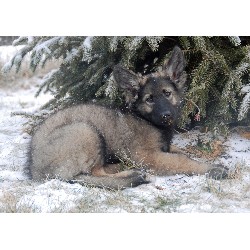 Shiloh Shepherd in Washington