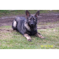 Shiloh Shepherd Breeder in Port Angeles, Washington