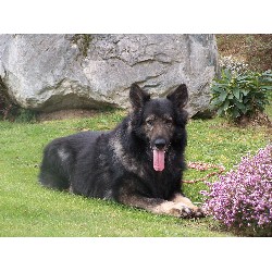 Shiloh Shepherd breeder in Port Angeles Washington