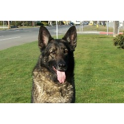 Shiloh Shepherd breeder in Washington picture 2