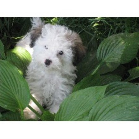 dogs puppies british columbia dogs puppies british columbia