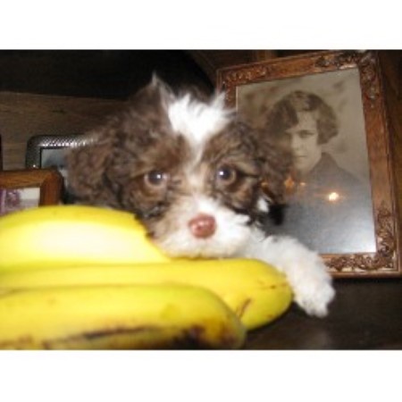 yorkie puppies for sale in omaha nebraska parti poodle central poodle miniature breeder in omaha nebraska yorkie puppies for sale in omaha nebraska parti poodle central poodle miniature breeder in omaha nebraska