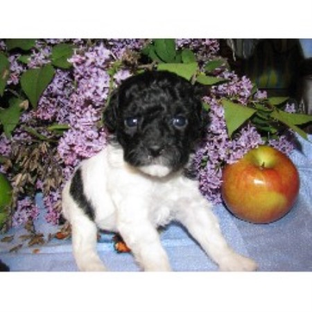Poodle Miniature Breeder in Omaha, Nebraska