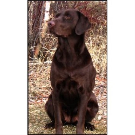 Labrador Retriever Breeder in St.Andrews, Manitoba