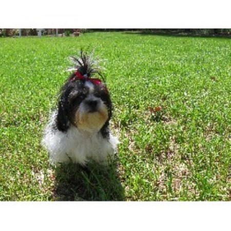 shih tzu ga ga shih tzu palace shih tzu breeder in conyers shih tzu ga ga shih tzu palace shih tzu breeder in conyers