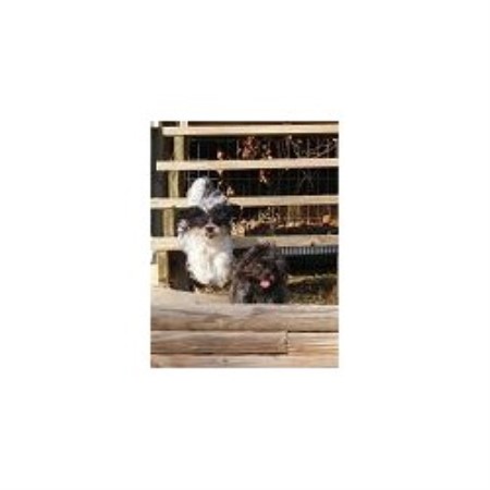 Shih Tzu breeder in Conyers Georgia