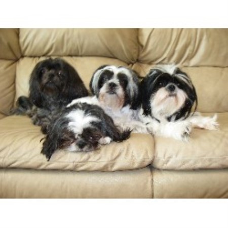 Shih Tzu in Georgia