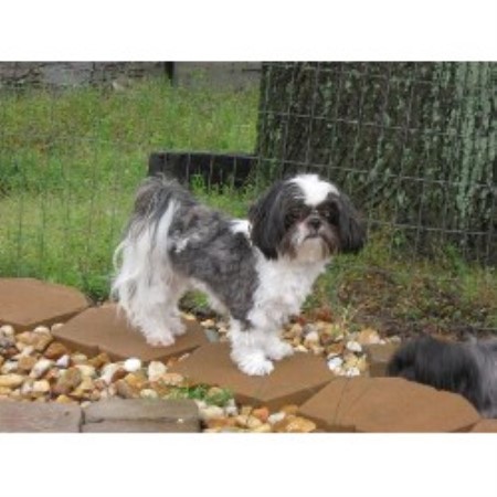 shih tzu ga ga shih tzu palace shih tzu breeder in conyers listing id 13351 shih tzu ga ga shih tzu palace shih tzu breeder in conyers listing id 13351