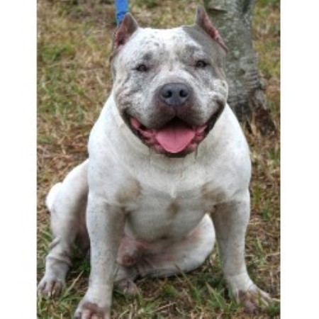 APBT breeder in Florida picture 2