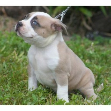 APBT in Florida picture 2