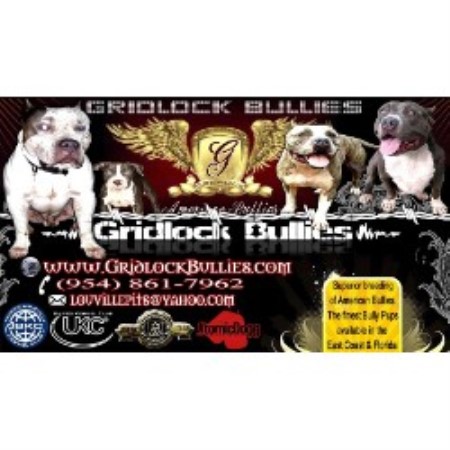 American Pit Bull Terrier breeder in Ft. Lauderdale Florida