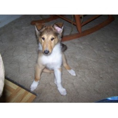 Collie Breeder in Victoria, Texas