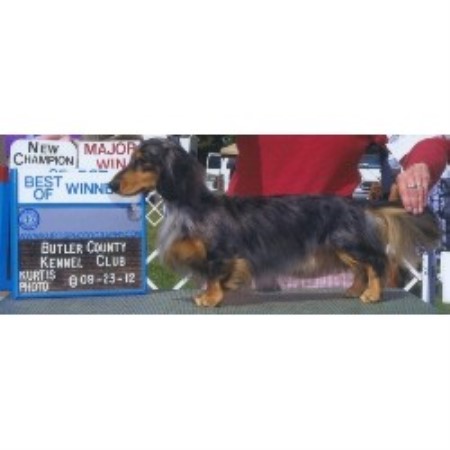 Pet Stores In Vermont That Sell Dogs Pet Stores In Vermont That Sell Dogs