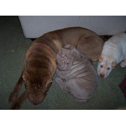 Chinese Shar Pei breeder in North Carolina picture 2