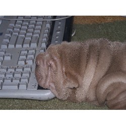 Chinese Shar Pei breeder in Statesville North Carolina
