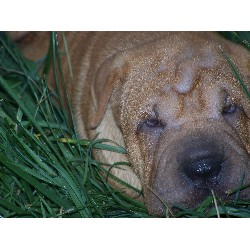 Chinese Shar Pei in North Carolina
