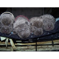 Chinese Shar Pei in North Carolina picture 2