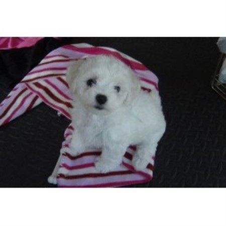 Bolognese breeder in Newcastle Washington