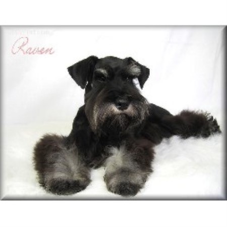 miniature schnauzer puppies for sale in ky snowbound schnauzers miniature schnauzer breeder in berea kentucky listing id 13364 miniature schnauzer puppies for sale in ky snowbound schnauzers miniature schnauzer breeder in berea kentucky listing id 13364