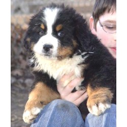 Bernese Mountain Dog Stud in Vancouver, Washington