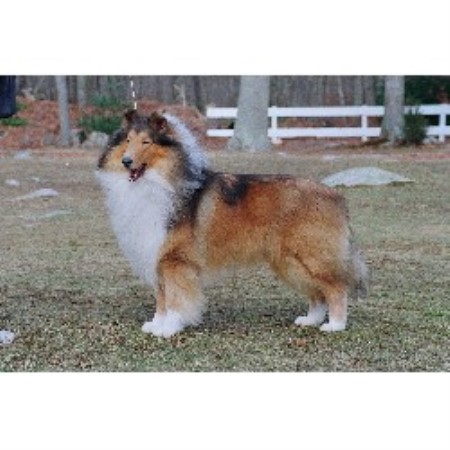 Collie Breeder in Rehoboth , Massachusetts