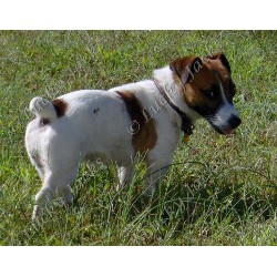 Jack Russell Terrier Breeder in Jacksonville, North Carolina