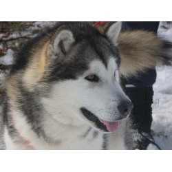 Alaskan Malamute breeder in Bradford Ontario