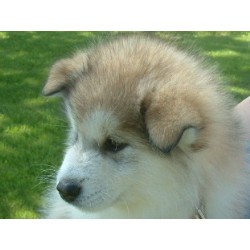 Alaskan Malamute Breeder in Bradford, Ontario