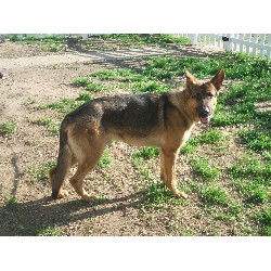 German Shepherd Dog Stud in South Beloit, Illinois