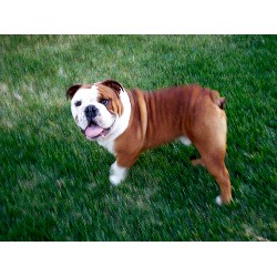 English Bulldog Stud in Whittier, California