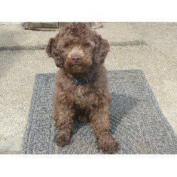 Poodle Miniature Stud in Kentucky