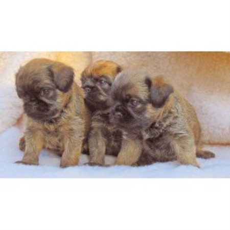 Brussels Griffon breeder in Wagoner Oklahoma