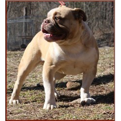 English Bulldog Stud in Allenwood, Pennsylvania