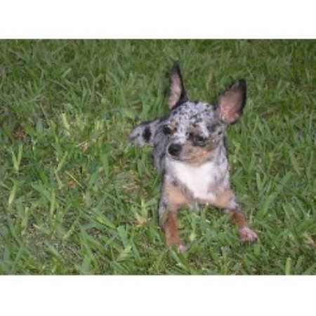 Chihuahua breeder in Largo Florida