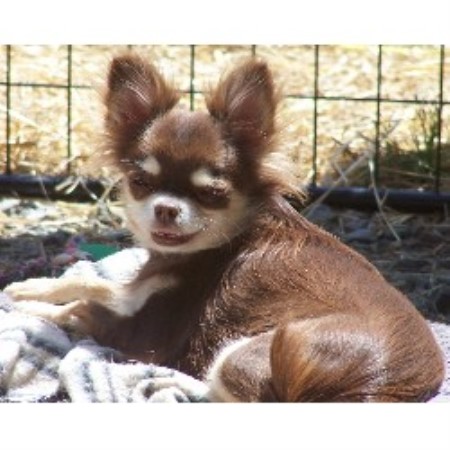 Chihuahua in Florida picture 2