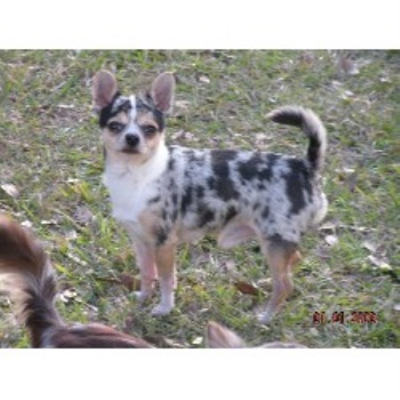 Chihuahua breeder in Florida picture 2